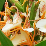 ニクイロシュクシャ